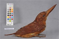 藏品(赤翡翠)的圖片